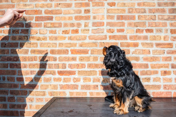 istock Cute Cavalier King Charles Spaniel training in front of a brick wall 1163732218