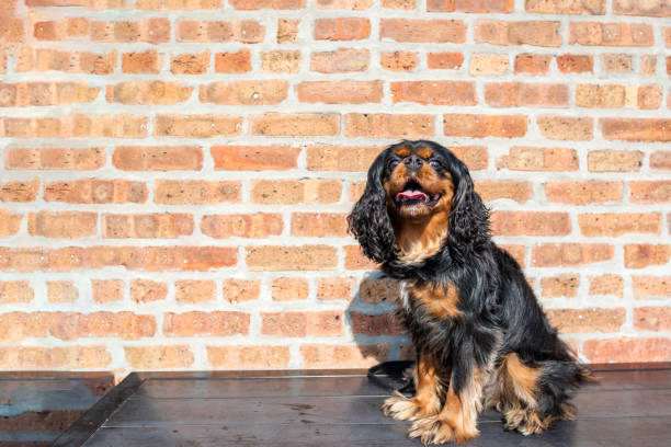 istock Cute Cavalier King Charles Spaniel training in front of a brick wall 1163732224