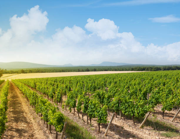 istock Landscape of vineyard 1163732452