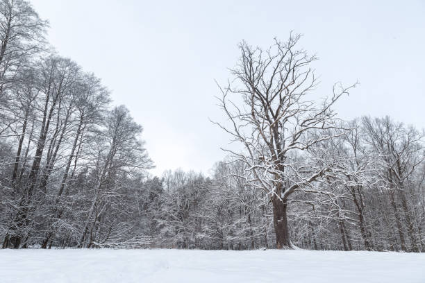 istock Snowy forest landscape with road driving into the woods. 1163732770