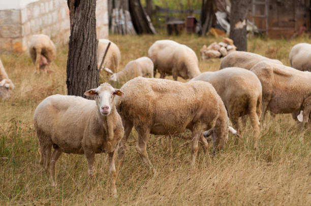 istock The sheep on the meadow  eat grass 1163732824