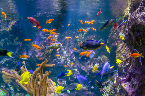 istock colorful reef fishes 1163735119
