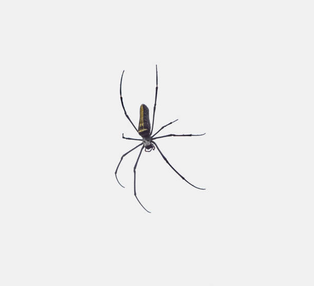 golden orb-web spider in light back seen in Sri Lanka