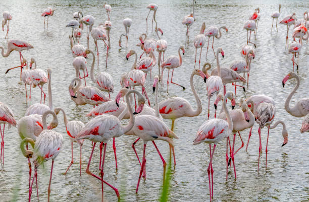 istock lots of Flamingoes 1163735583