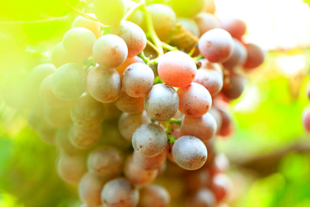 Vineyards at sunset in autumn harvest. Ripe grapes in fall