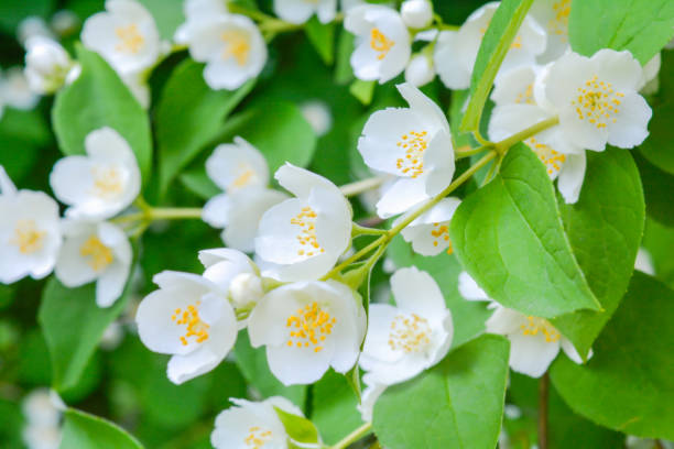 istock White jasmine bush blossoming in summer day 1163735891