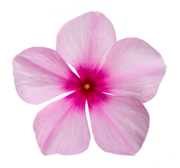 Madagascar periwinkle Madagascar periwinkle flower isolated on white background catharanthus roseus stock pictures, royalty-free photos & images