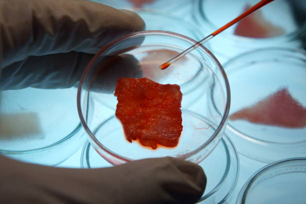 Lab-grown Meat or Cultured Meat-Futurism Concept Lab-grown Meat or cultured meat is meat produced by in vitro cultivation of animal cells, instead of from slaughtered animals. cultured cell stock pictures, royalty-free photos & images