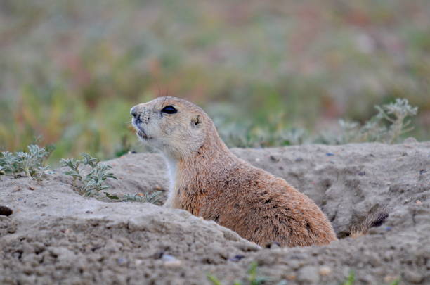 istock Wild black-tailed prairie dog 1163736816