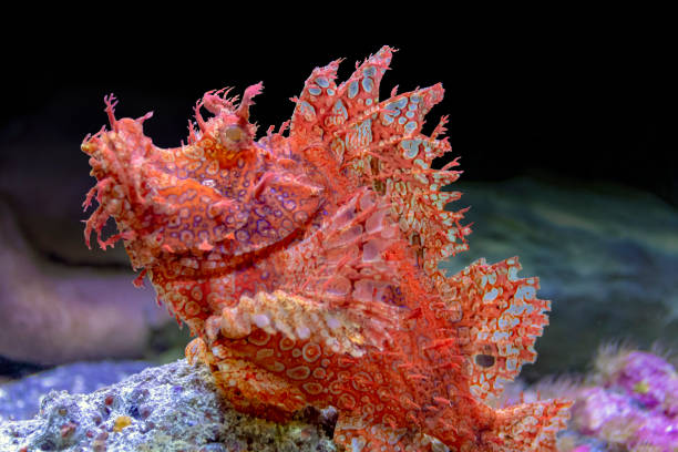 scorpionfish a red scorpionfish in natural ambiance red scorpionfish photos stock pictures, royalty-free photos & images