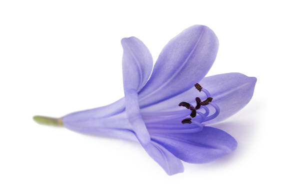 istock Lily of the Nile 1163737120