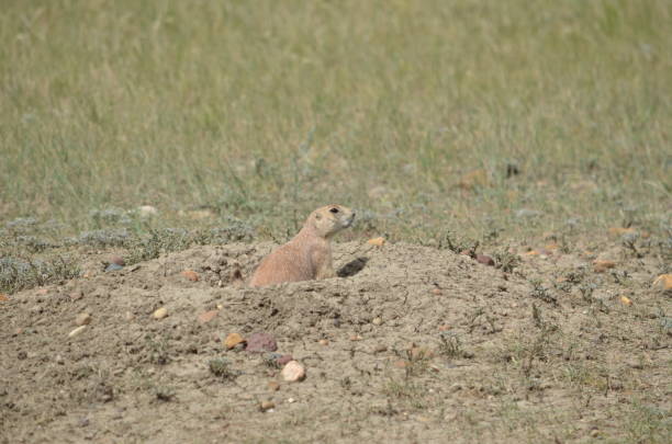 istock Wild black-tailed prairie dog 1163737194