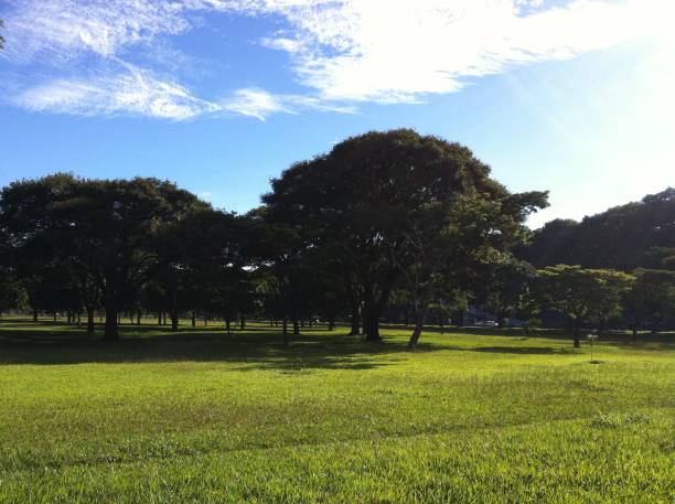 istock Cerrado trees on typical afternoon scene 1163737223