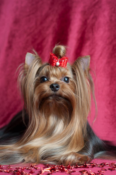 istock Yorkshire terrier sitting on a red velvet background 1163738112
