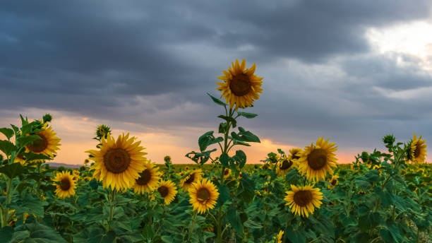 istock Blooming sunflower field at sunset time 1163738294