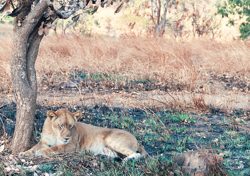 Lioness lying down in the shade of the tree in the  dry season in Mikumi National Park.