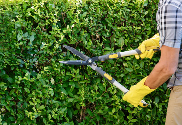 istock Gardener Trimming Hedge In Garden 1163739457
