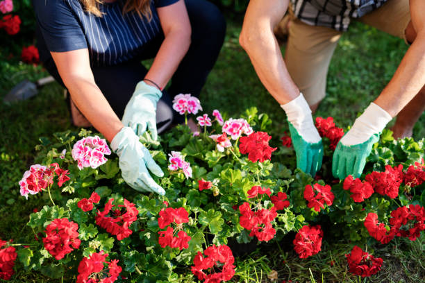 istock Mature couple working in garden 1163739473