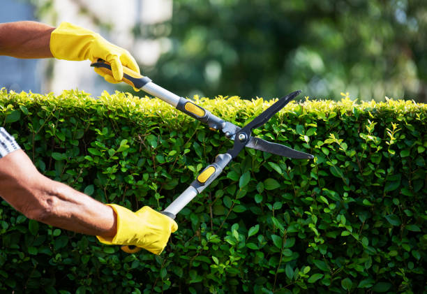 gardener trimming hedge in garden - partido imagens e fotografias de stock
