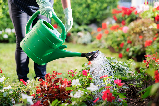 Woman watering garden with green watering can.