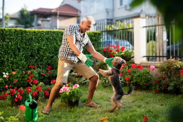 Photo of Senior adult working in garden and playing with his dog.