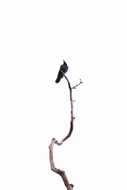 istock Bird at tip of branch - white background. 1163739892