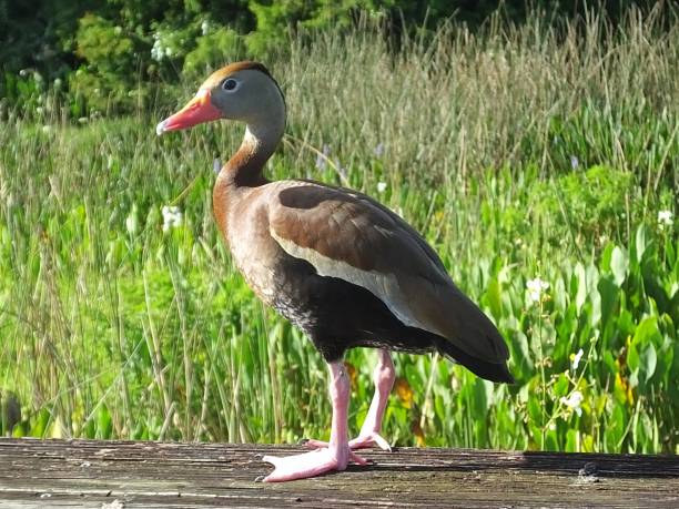 istock Black-bellied Whistling Duck (Dendrocygna autumnalis) standing on a wood railing 1163739930