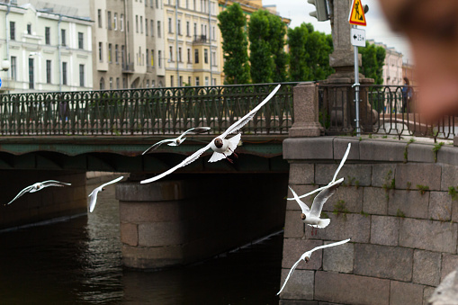 flying seagulls on the background of historical buildings and bridge, European tourism