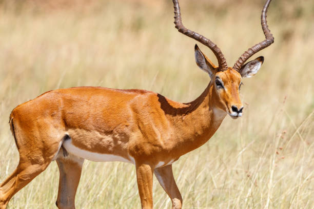 istock Beautiful Impala antelope on the savanna 1163740198