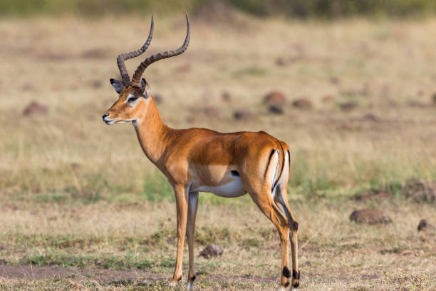 istock African Impala antelope with big horns 1163741021