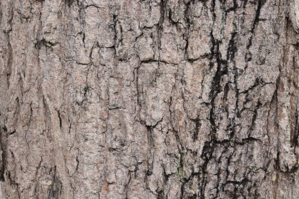 istock wood texture bark of  tree, nature background 1163743123
