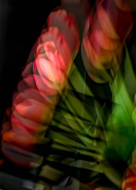 istock four red tulips in front of a black background in multiple exposure 1163743618