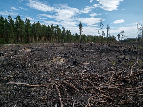 Forest fire aftermath with burnt trees and stump. Field with ashes after a wildfire