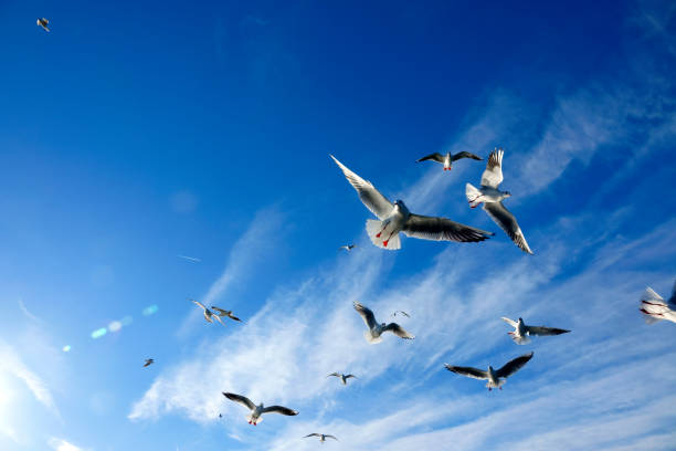 istock low angle view of seagulls flying over sunny blue sky 1163745641