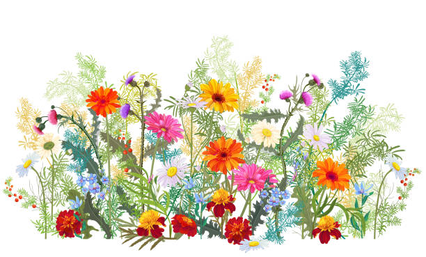 ilustrações, clipart, desenhos animados e ícones de beira horizontal do outono: marigold, thistles, gerbera, flores da margarida, galhos verdes pequenos, bagas vermelhas no fundo branco. tração de digitas, ilustração no estilo da aguarela, vista panorâmico, vetor - canteiro de flores
