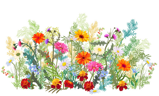 Horizontal autumn’s border: marigold, thistles, gerbera, daisy flowers, small green twigs, red berries on white background. Digital draw, illustration in watercolor style, panoramic view, vector