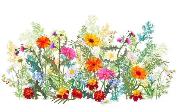 Vector illustration of Horizontal autumn’s border: marigold, thistles, gerbera, daisy flowers, small green twigs, red berries on white background. Digital draw, illustration in watercolor style, panoramic view, vector