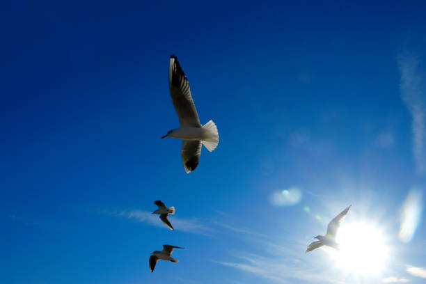 istock low angle view of seagulls flying over sunny blue sky 1163746385