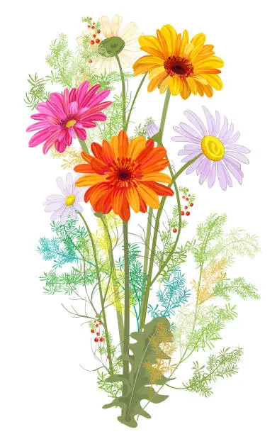 Vector illustration of Chamomile (Daisy), Gerbera bouquet, white, red, orange flowers, buds, leaves, stems, green twigs, greenery. Realistic botanical illustration on white background in watercolor style for design, vector