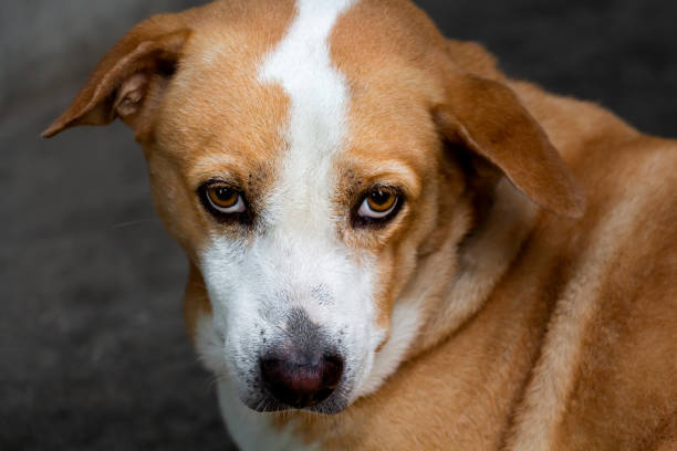istock Dog pet looking sad bored lonely sick. 1163746838