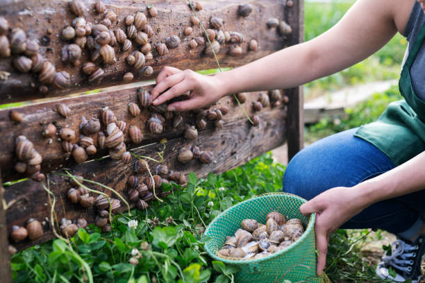 mujer en la cría de caracoles recogiendo caracoles. - caracol fotografías e imágenes de stock