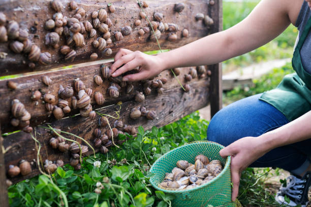Woman in snail farming picking snails. Unrecognizable woman picking snails in farm. snail stock pictures, royalty-free photos & images