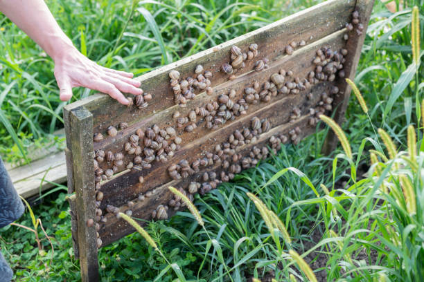 Unrecognizable woman picking snails in farm.