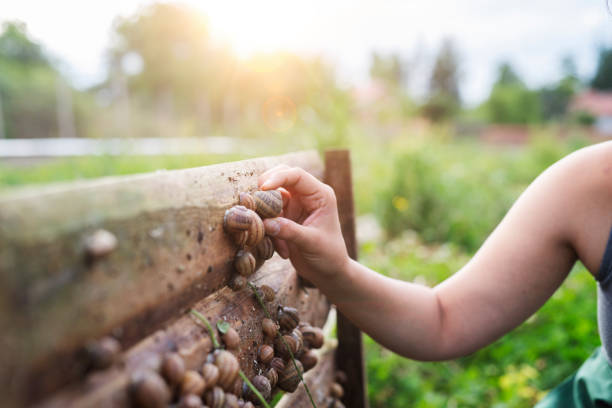 Unrecognizable woman picking snails in farm.