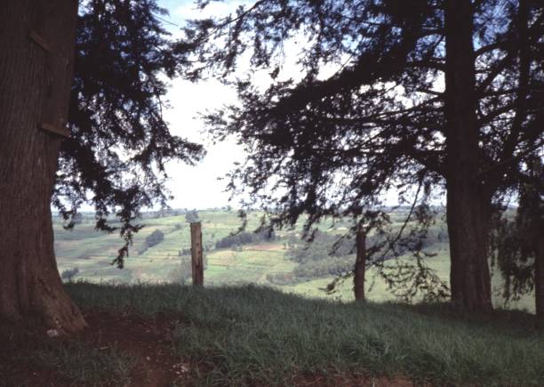 istock Vintage Wooded Area 1163747018