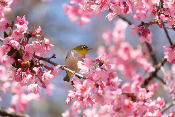 istock Birds are on the branches of the cherry tree 1163750857
