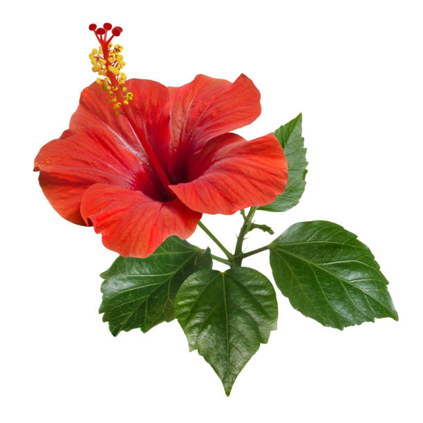 istock red hibiscus flowers leaves and buds 1163752157