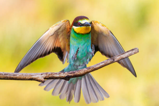 istock wild beautiful colorful bird perched on a branch 1163752614