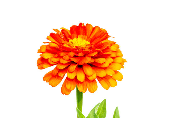 istock orange flower isolated on white background 1163752619