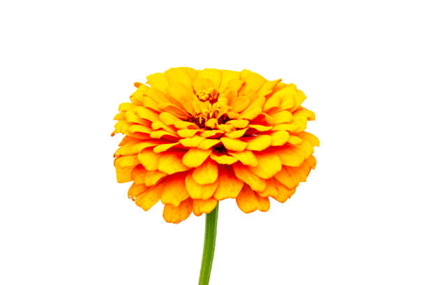 istock yellow flower isolated on white background 1163752621